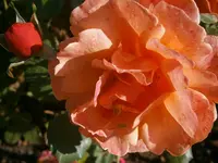 P9280526.webp