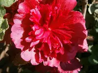P9280527.webp