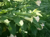 P9280528.webp
