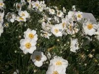 P9280529.webp