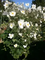 P9280530.webp