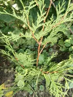 P9280532.webp