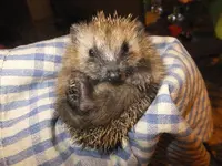 DSCF9608.webp