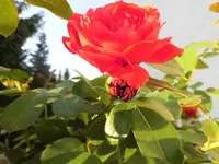 Bilda023.webp