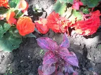 Bilda081.webp