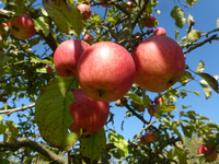 P1530331.webp