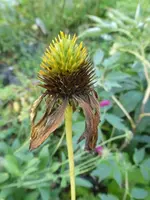 P1530380.webp