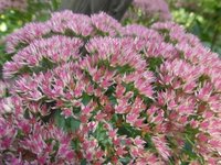 P1530541.webp