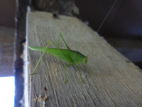 P1530641.webp