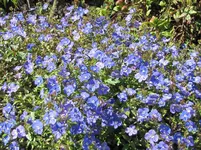 IMG_4659v - Copy.webp