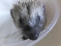 DSCF9613.webp