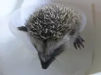 DSCF9617.webp