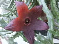 DSCF9511.webp