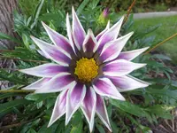 DSCF9528.webp