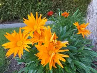 DSCF9529.webp