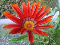 DSCF9532.webp