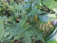 DSCF9541.webp