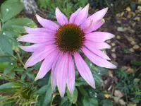 DSCF9540.webp