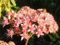 DSCF9539.webp