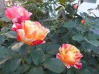 DSCF9544.webp