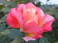 DSCF9545.webp