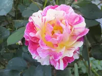 DSCF9546.webp