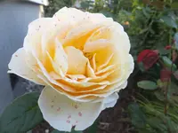 DSCF9550.webp