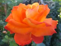 DSCF9558.webp