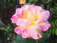 DSCF9561.webp