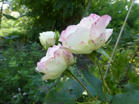 P1530586.webp