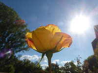 P1530341.webp