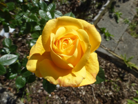 P1530343.webp