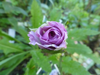 P1530361.webp