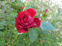 P1530372.webp