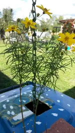 009.webp