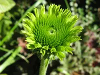 008_800x600.webp