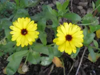 016_800x600.webp
