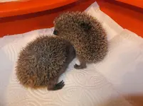 DSCF9636.webp