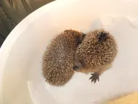 DSCF9632.webp