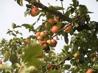 Bilda115.webp