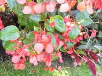 Bilda066.webp