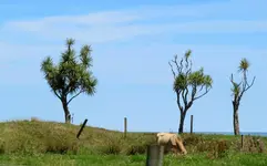 Copy of IMG_8359v.webp