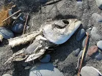 Fischkopp.webp