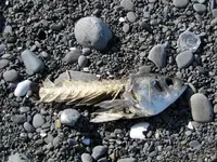 Fischkopp (1).webp