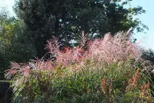 DSCF3616.webp