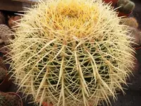 Bilda062.webp