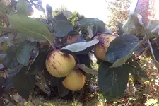 Foto am 30.09.15 um 17.26 #2.webp