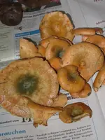 fichtenreizker_576x768.webp