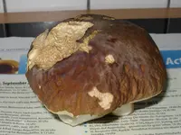 steinpilz_1024x768.webp