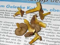 trompeten pfifferling_1024x768.webp